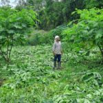 CENIBRA transforma resíduos industriais em solução sustentável para recuperar áreas degradadas