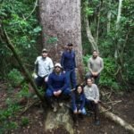 Estudo revela segredo de gigantes centenárias